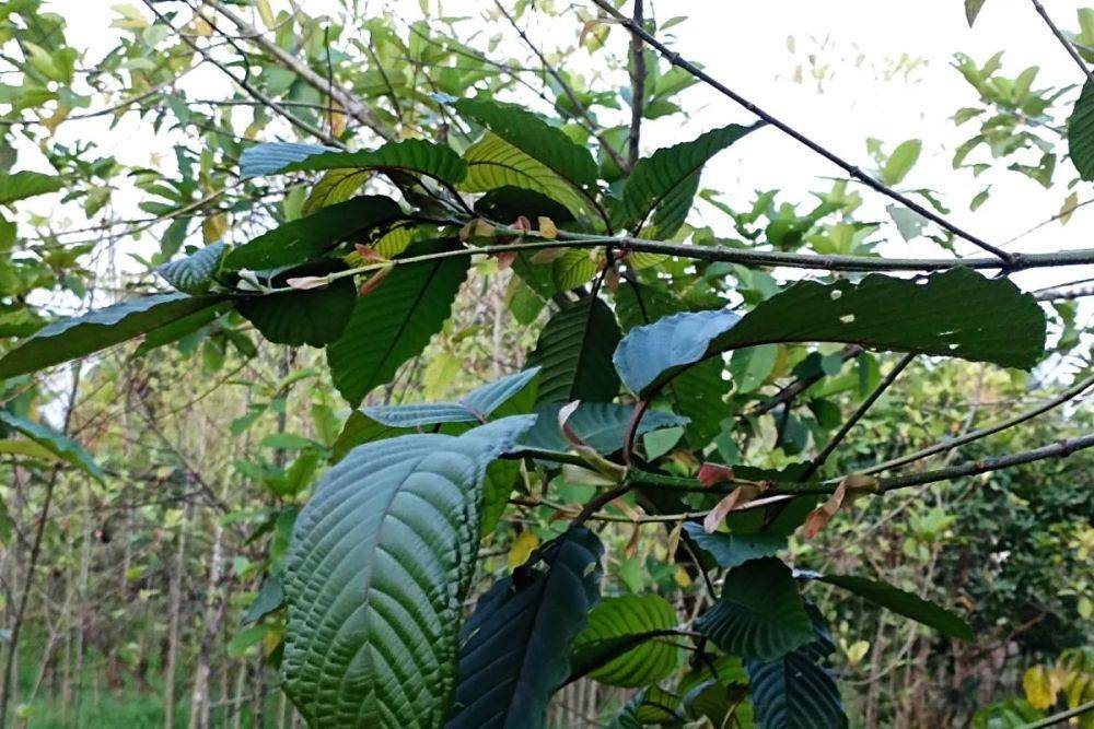 ilustrasi daun kratom (ANTARA/Teofilisianto Timotius)