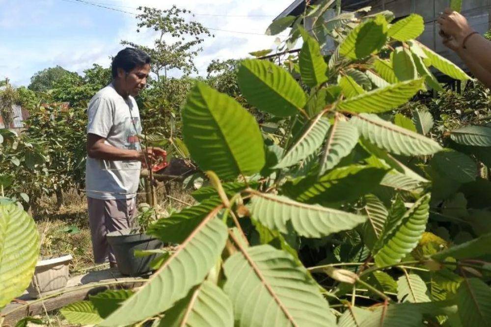 Petani panen daun kratom yang menjadi sumber penghasilan masyarakat di Kabupaten Kapuas Hulu, Kalimantan Barat. (ANTARA/Teofilusianto Timotius)