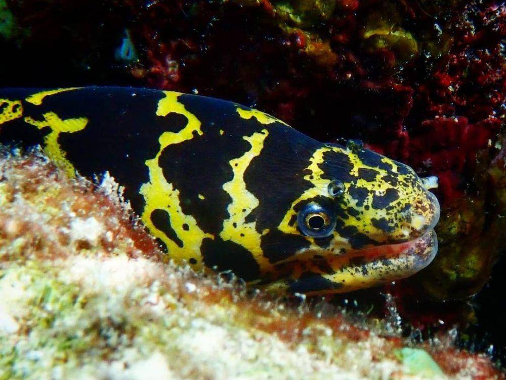 belut moray rantai atau chain moray eel (instagram.com/nicofl87)