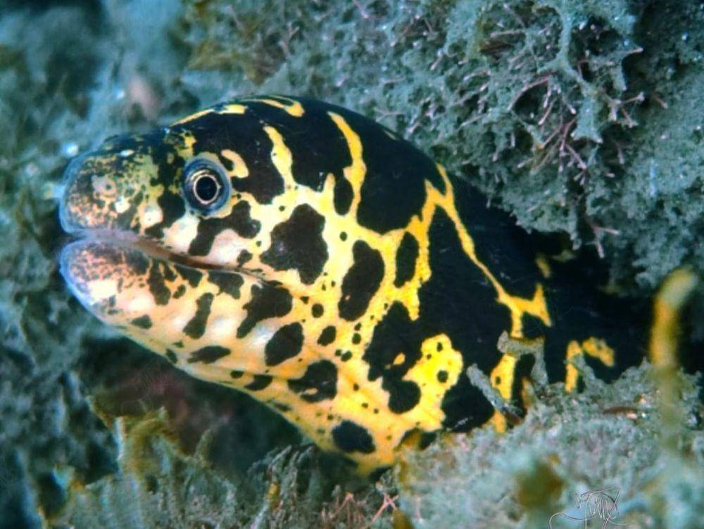 belut moray rantai atau chain moray eel (instagram.com/seathisco)