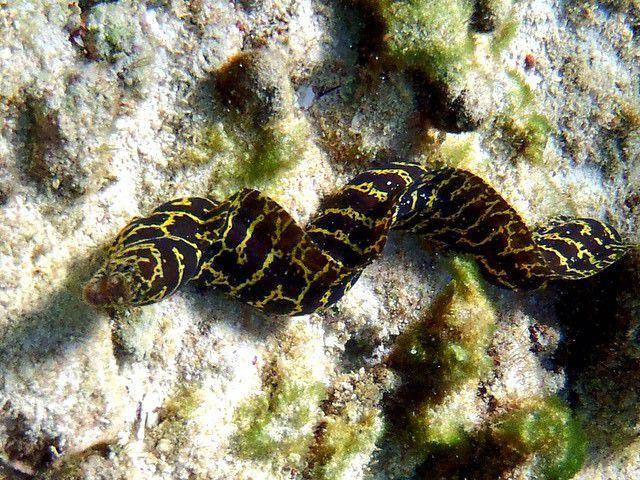 belut moray rantai atau chain moray eel (instagram.com/hlormel)