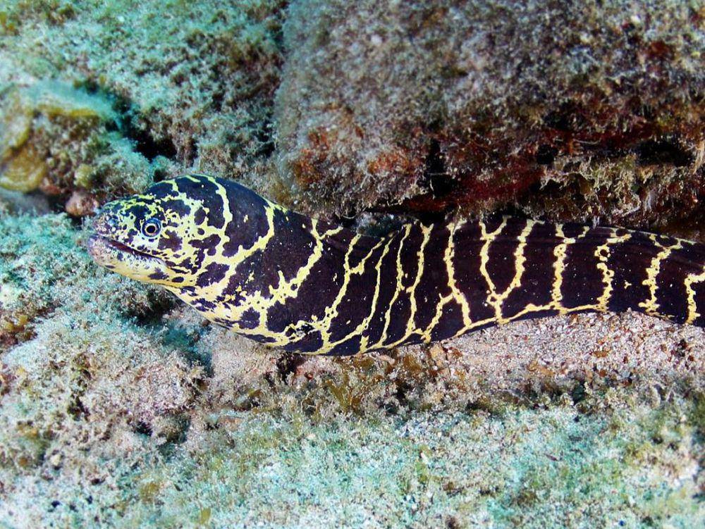 belut moray rantai atau chain moray eel (instagram.com/_adifferentlife)