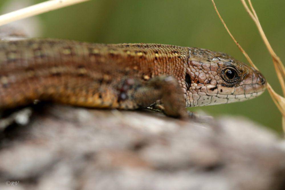 Kadal vivipar (inaturalist.org/Ramunė Vakarė)