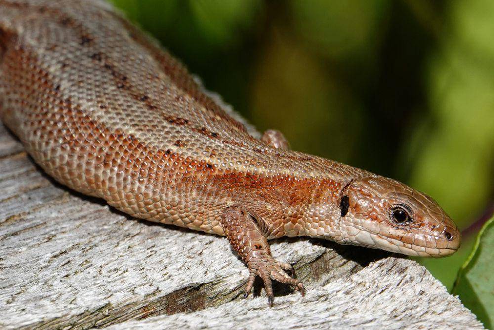 Kadal vivipar (inaturalist.org/frankielee91)