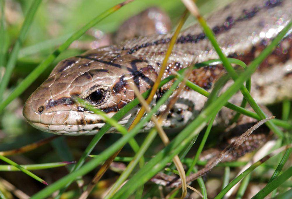 Kadal vivipar (inaturalist.org/jost_holtzmann)
