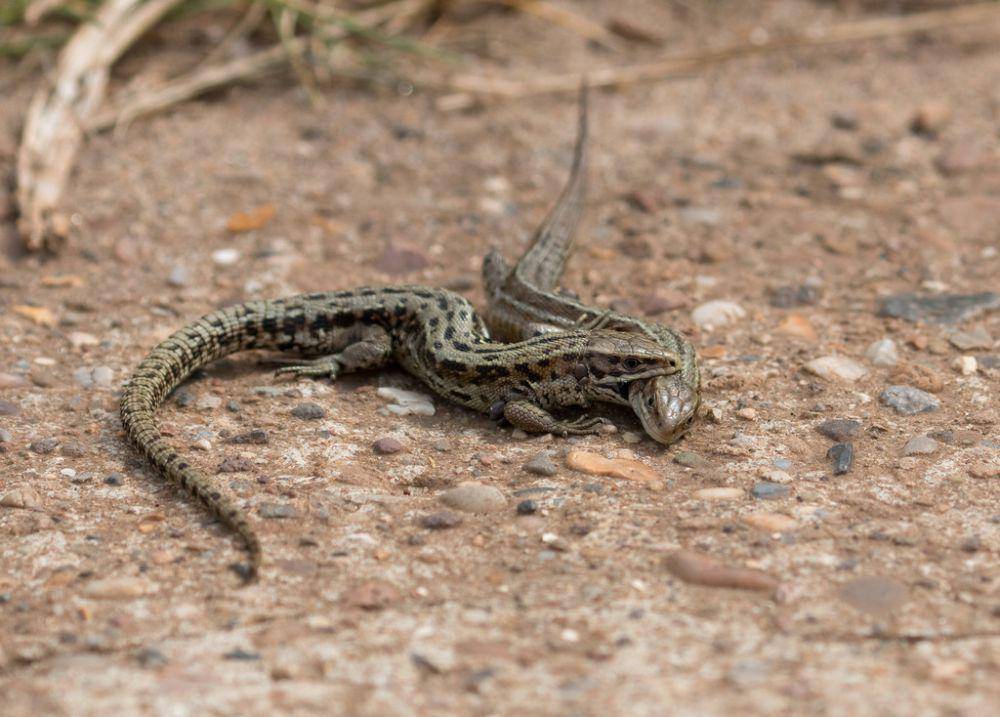 Kadal vivipar (inaturalist.org/Daniel Branch)