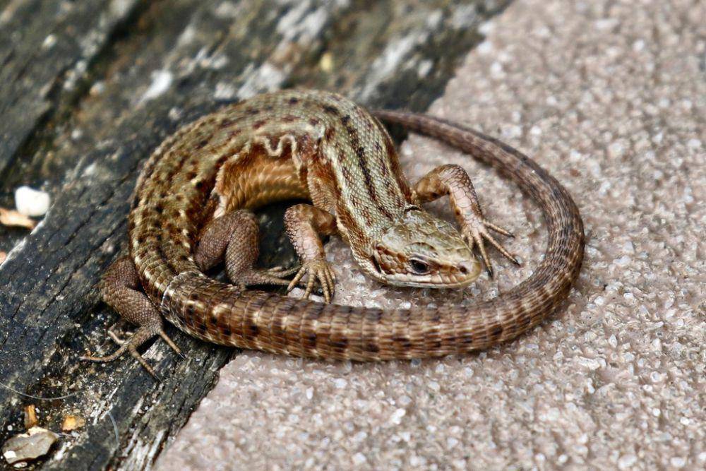 Kadal vivipar (inaturalist.org/Bird Explorers)