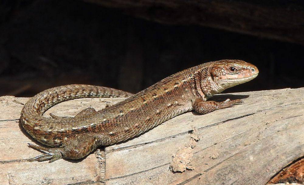 Kadal vivipar (inaturalist.org/Лиза Шмидт)