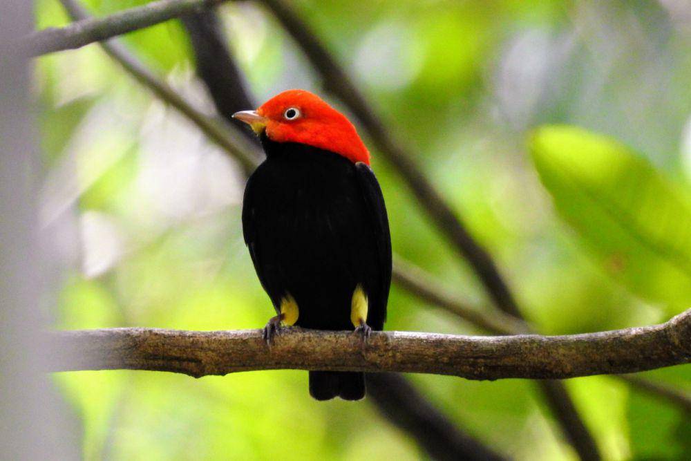 6 Fakta Red-Capped Manakin, Mampu Mencerna Makanan dengan Cepat