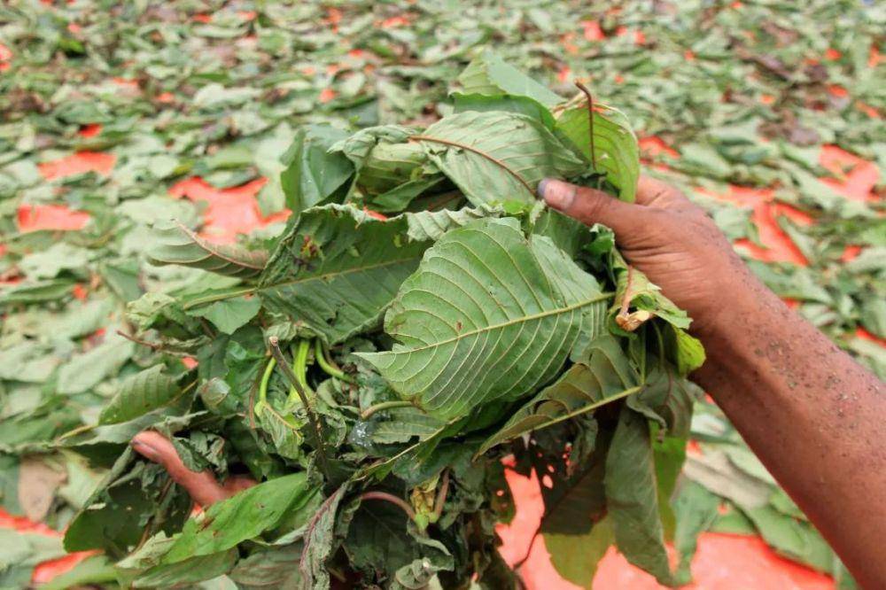 Pekerja menjemur daun kratom (Mitragyna speciosa) di salah satu tempat penampungan Desa Drin Rampak, Kecamatan Johan Pahlawan, Aceh Barat, Aceh, Senin (1/4/2019). (ANTARA FOTO/SYIFA YULINNAS)