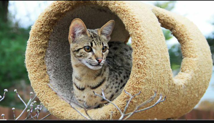 5 Tips Memelihara Kucing Savannah, Anabul Cerdas dan Suka Main Air