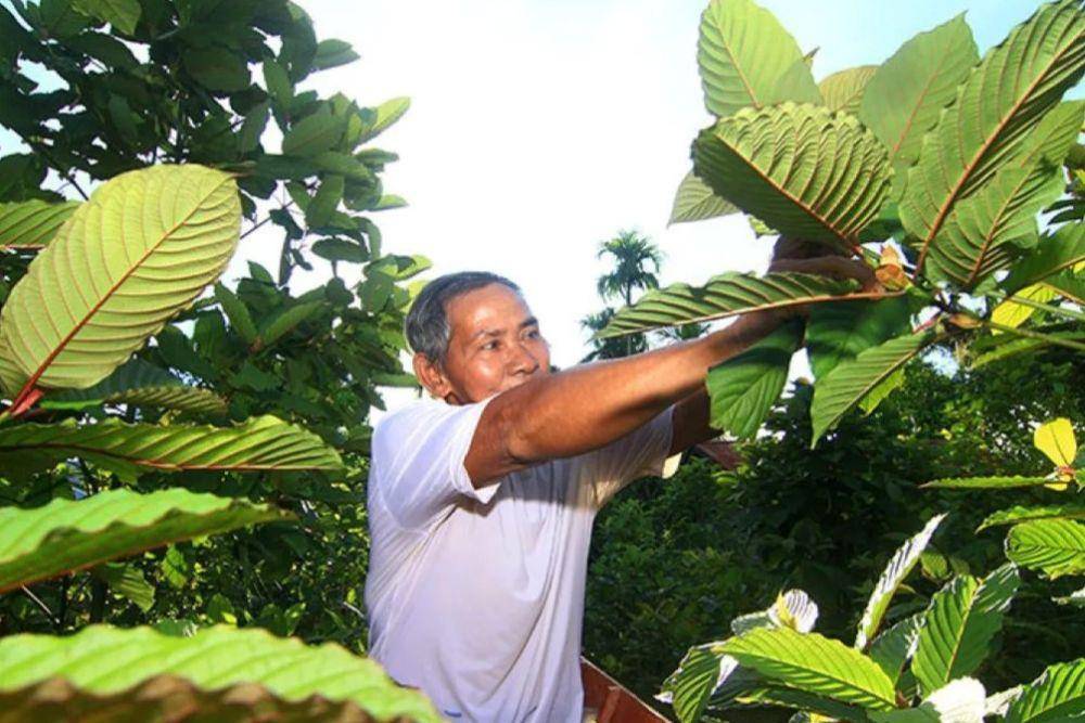 Seorang petani memetik kratom atau daun purik. (ANTARA FOTO/JESSICA HELENA WUYSANG)