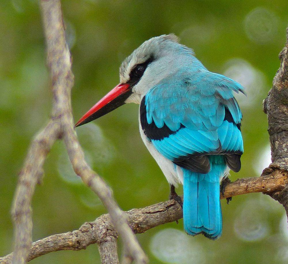 Woodland Kingfisher (commons.wikimedia.org/Bernard DUPONT)