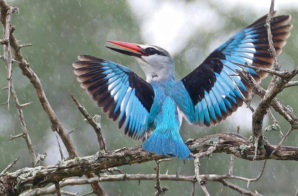 Woodland kingfisher bertengger di ranting (commons.wikimedia.org/Bernard DUPONT)