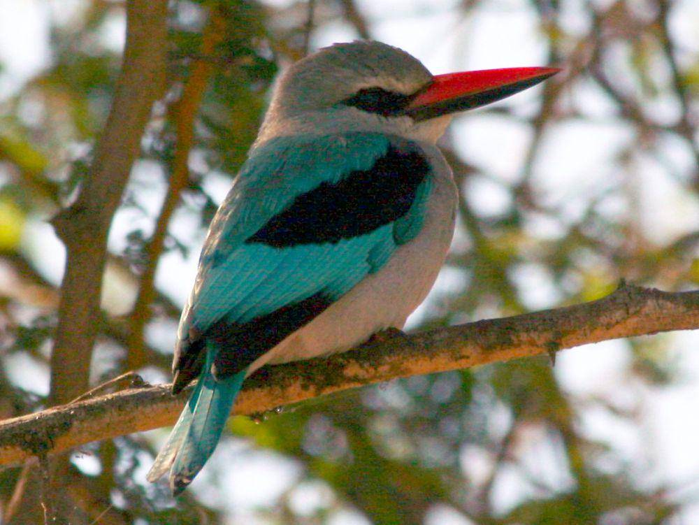 Woodland kingfisher memiliki habitat yang luas (commons.wikimedia.org/Dick Daniels)