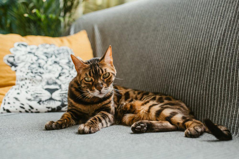 potret seekor kucing (pexels.com/Helena Jankovičová Kováčová)