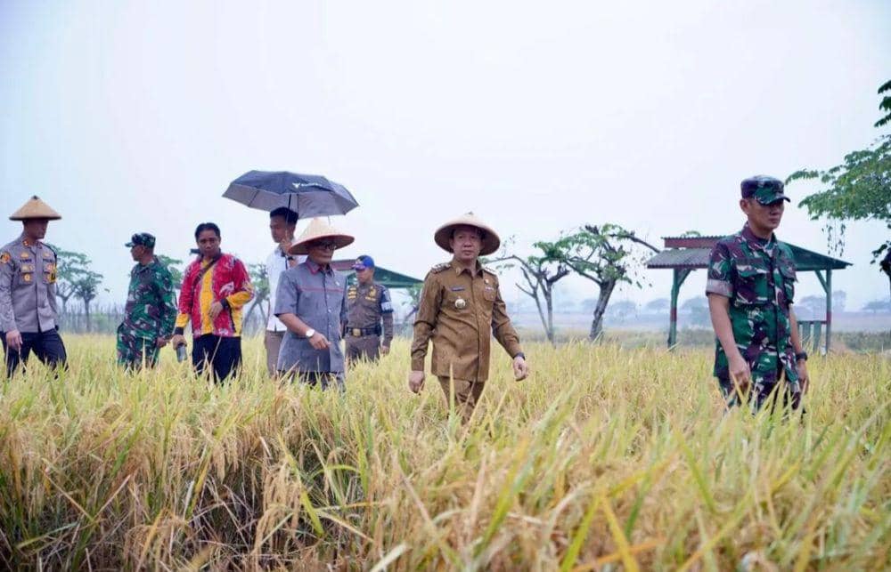 Pemkab Pringsewu Panen Padi Demplot Perdana, Metode Tanpa Olah Tanah