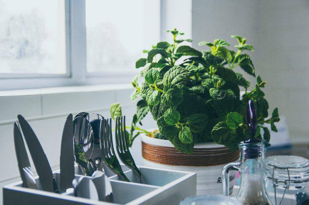 ilustrasi daun mint (unsplash.com/Al Kawasan)