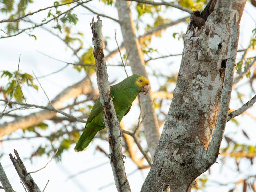 Yellow-headed amazon (commons.m.wikimedia.org/Bek80)