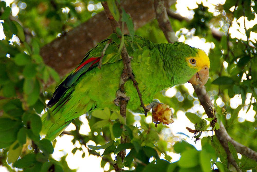 Yellow-headed amazon (commons.m.wikimedia.org/palindrome6996)