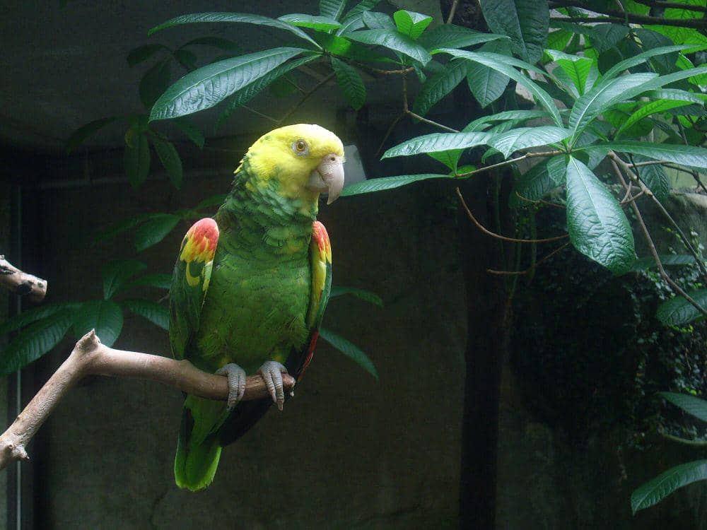 5 Fakta Menarik Yellow-headed Amazon, si Cerdas yang Sangat Berisik