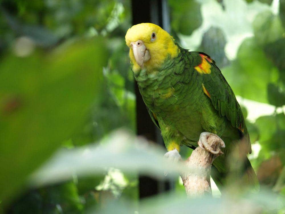 Yellow-headed amazon (commons.m.wikimedia.org/goobiebilly)