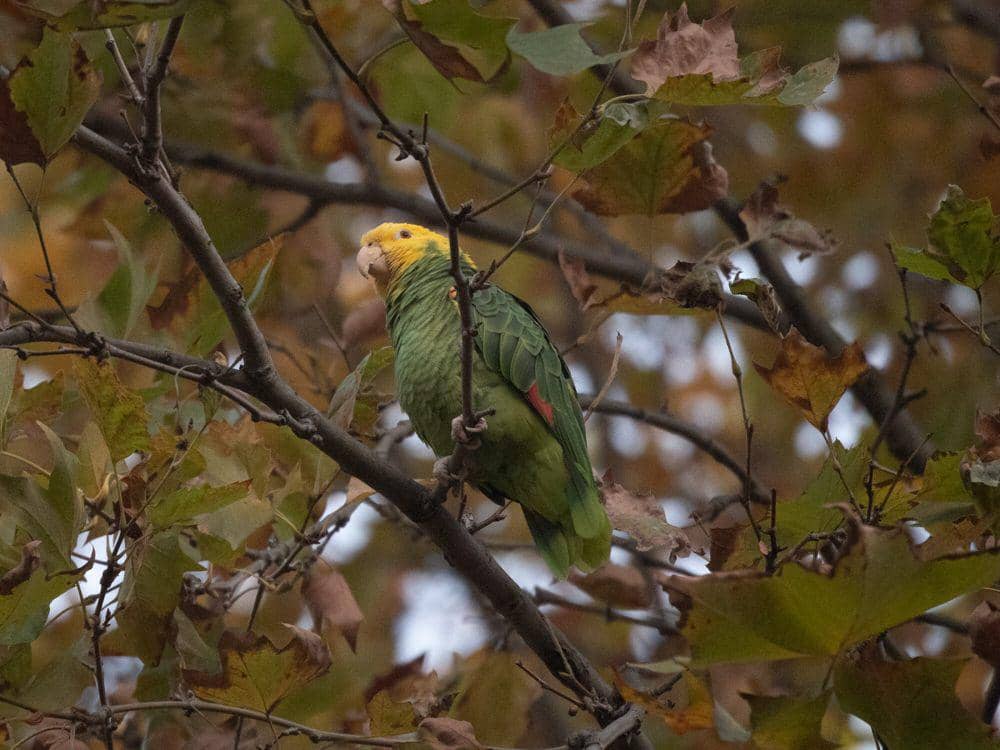 Yellow-headed amazon (commons.m.wikimedia.org/Bek80)