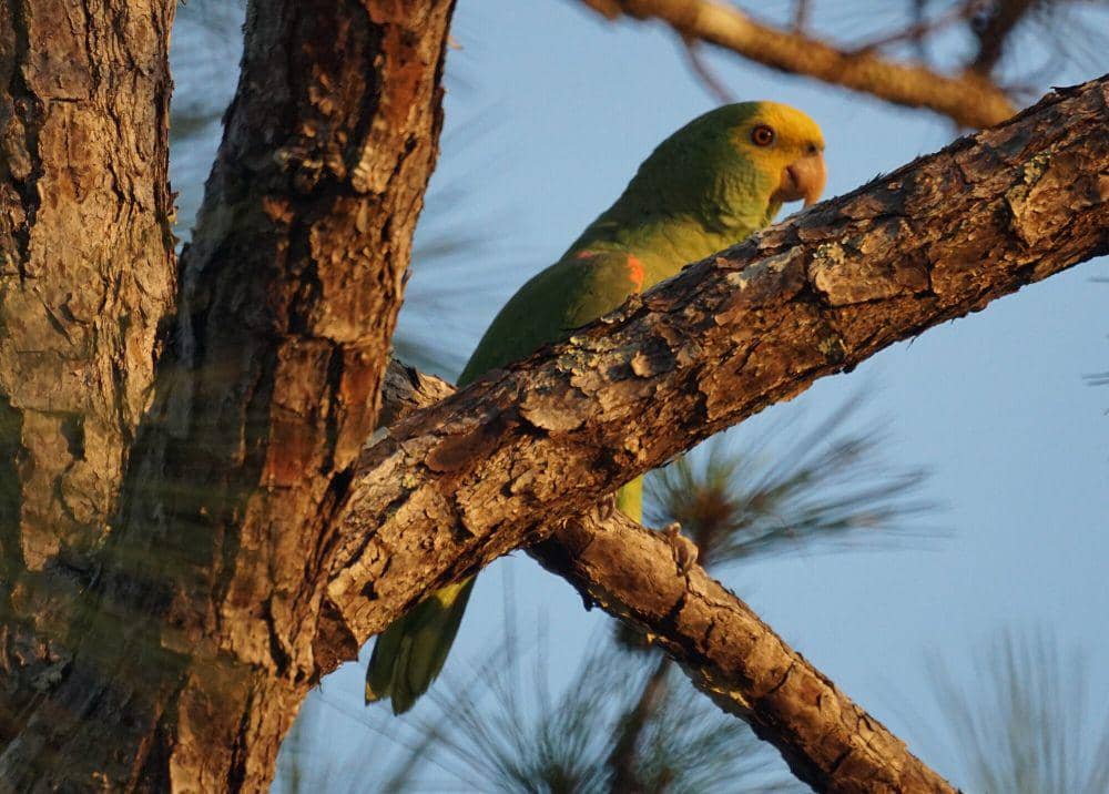 Yellow-headed amazon (commons.m.wikimedia.org/Mike's Birds)