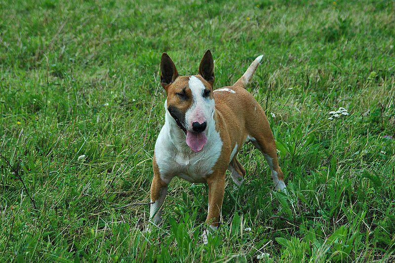 Anjing jenis bull terrier diketahui sebagai salah satu jenis anjing domestik yang dapat mengidap autisme. (commons.wikimedia.org/Goldmull)
