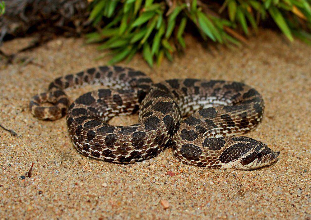 Ular Hognose (commons.wikimedia.org/Peter Paplanus)