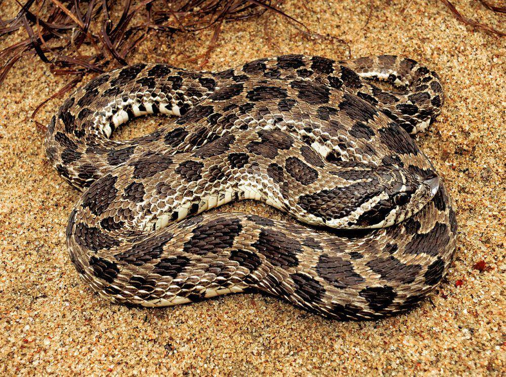 Ular Hognose (commons.wikimedia.org/Peter Paplanus)