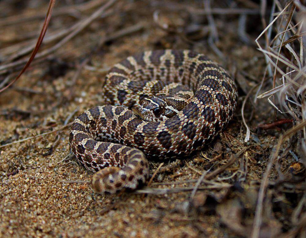 Ular Hognose (commons.wikimedia.org/Peter Paplanus)