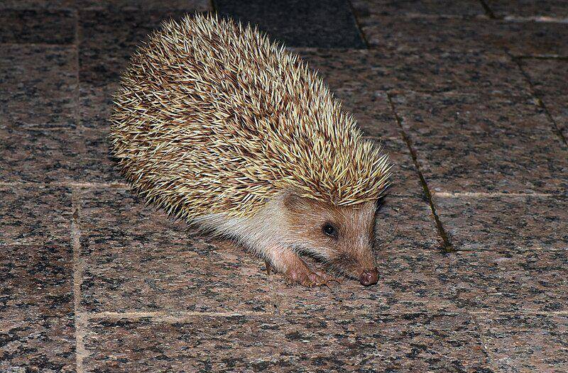Amur hedgehog (commons.wikimedia.org/Zinogre)