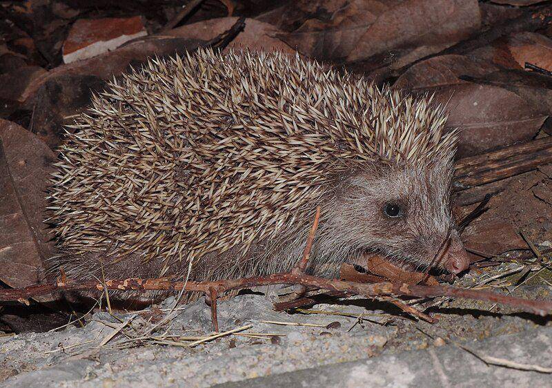 Amur hedgehog (commons.wikimedia.org/Zinogre)