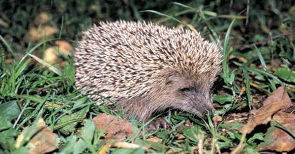 5 Fakta Menarik Amur Hedgehog, Hewan yang Suka Ngejomblo!