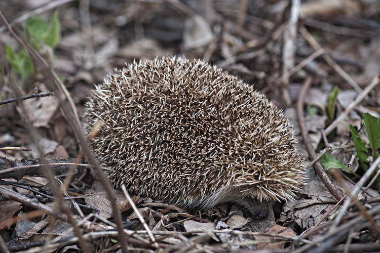 Amur hedgehog (commons.wikimedia.org/Dr. Nick V. Kurzenko)