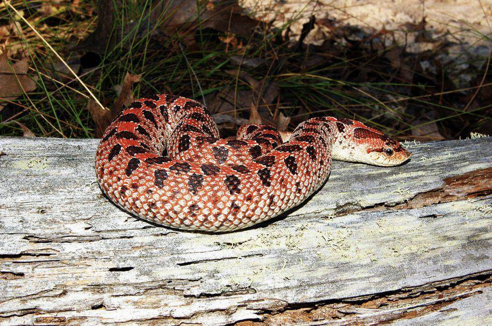 Ular Hognose (commons.wikimedia.org/Spineback1)