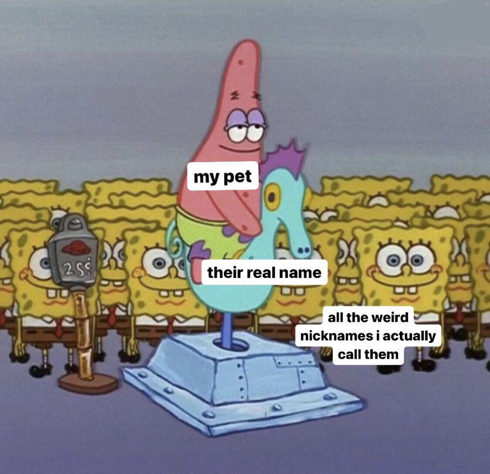 meme SpongeBob tentang hewan peliharaan (x.com/okjessofficial)