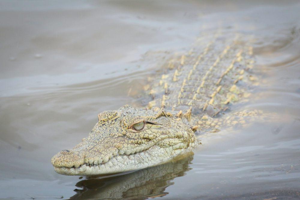Geger Buaya Lepas Nyaris Masuk Permukiman Warga Cianjur