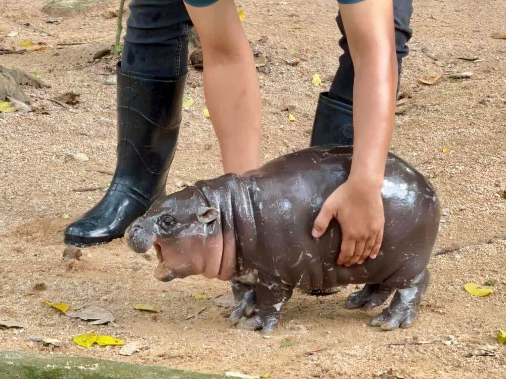 Siapa Moo Deng? Bayi Kuda Nil Asal Thailand yang Viral Jadi Meme