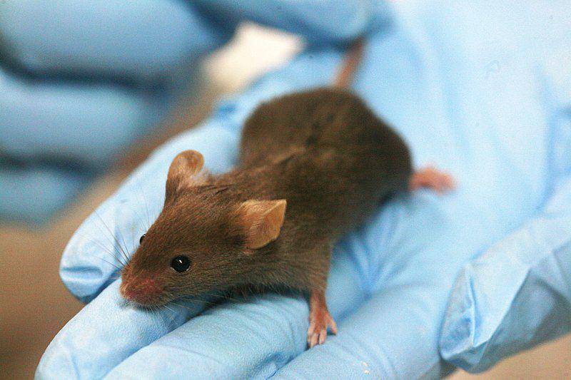 potret tikus lab yang umum dijadikan objek penelitian (commons.wikimedia.org/Rama)