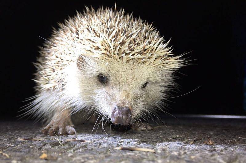 Amur hedgehog (inaturalist.org/Brian.Xia)