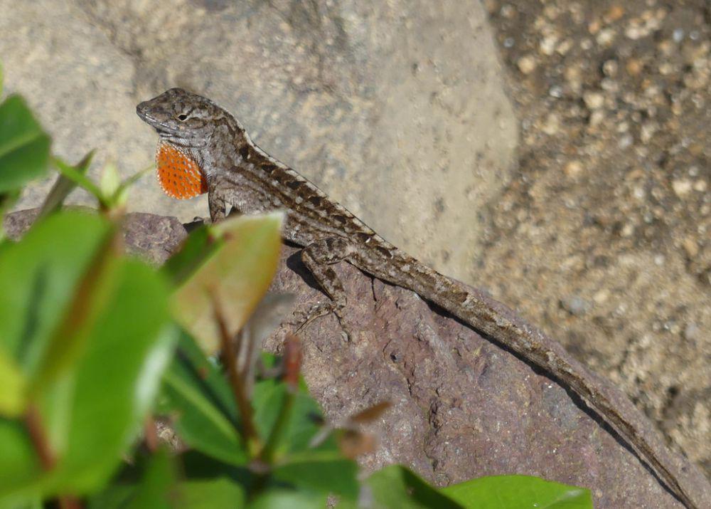 5 Fakta Menarik Anole Cokelat, Mampu Memakan Kulitnya Sendiri