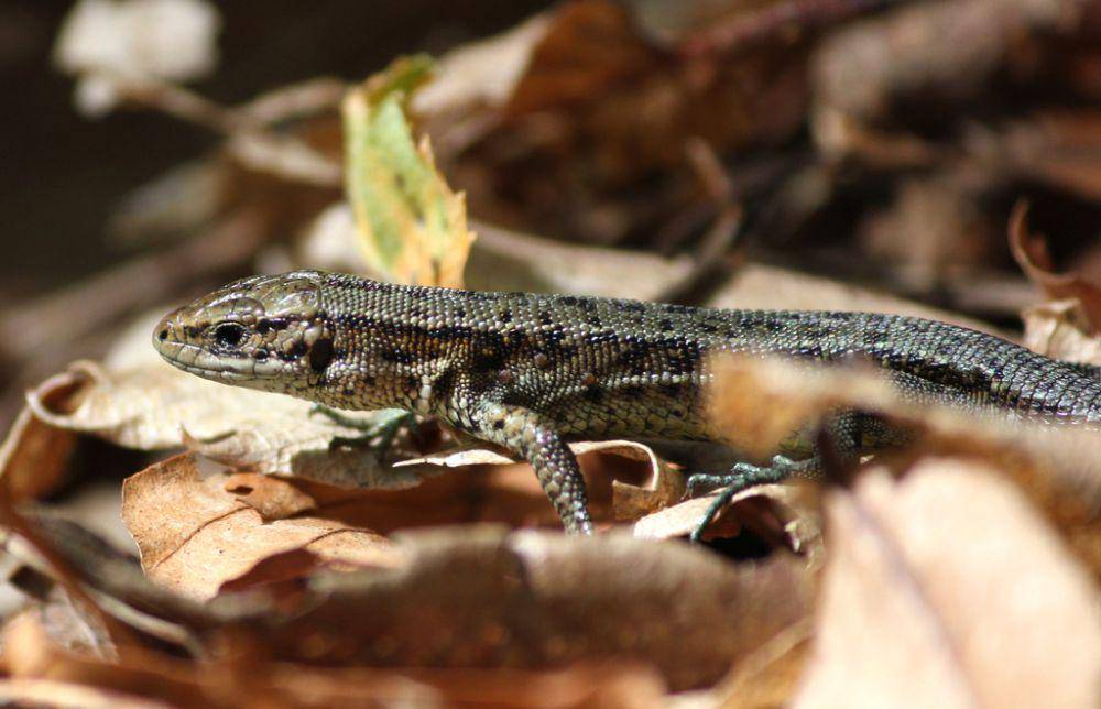 Kadal vivipar (inaturalist.org/Ryan van Huyssteen)