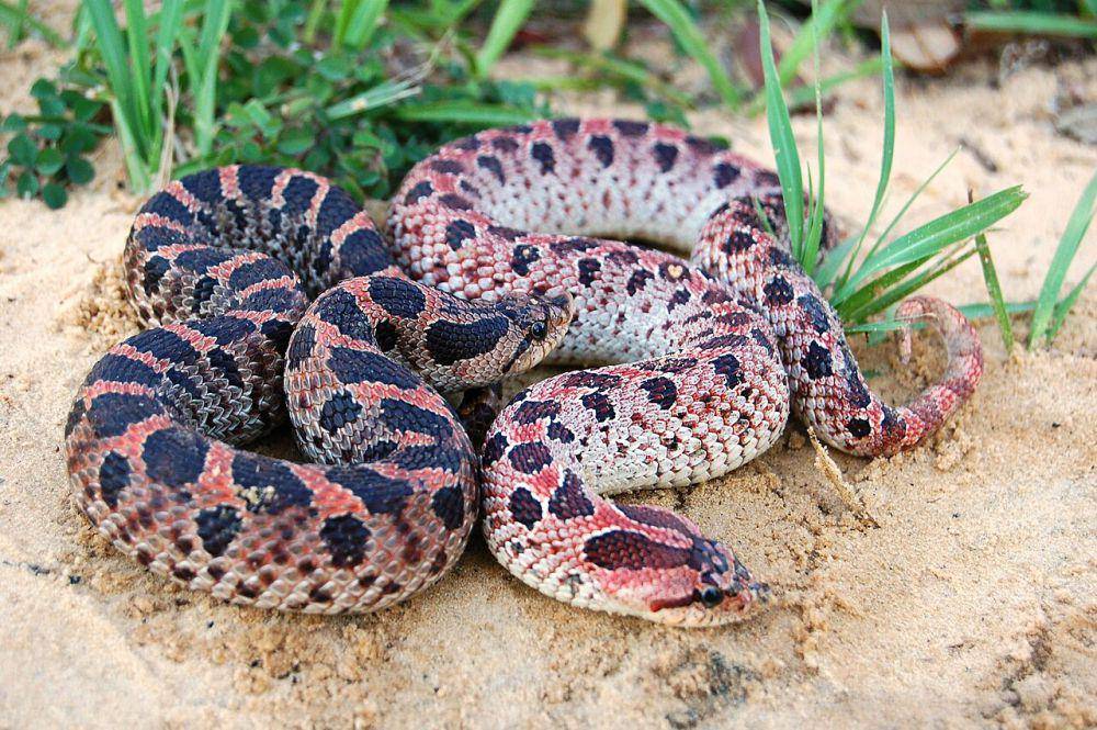 Ular Hognose (commons.wikimedia.org/Spineback1)