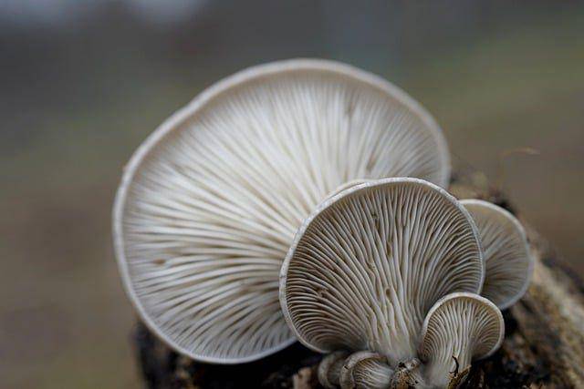 ilustrasi jamur tiram (pixabay.com/jhenning)