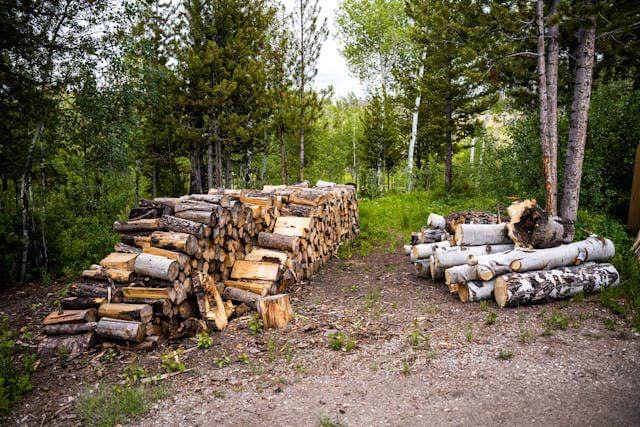 ilustrasi kayu pohon matoa (pexels.com/Soran Ali)