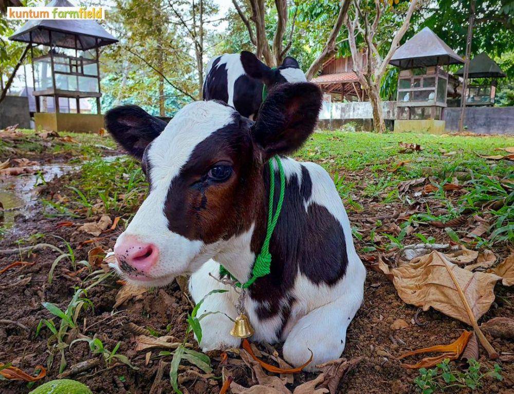 Kuntum Farmfield (instagram.com/kuntumfarmfield)