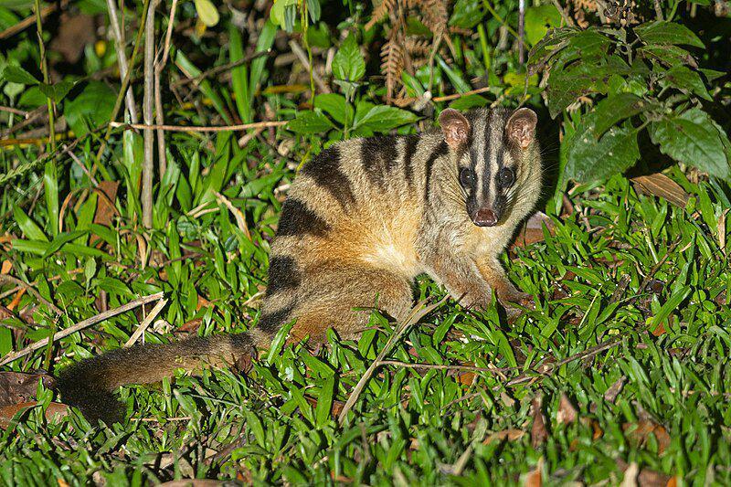 5 Fakta Musang Belang, Rentan terhadap Kematian ketika Baru Lahir
