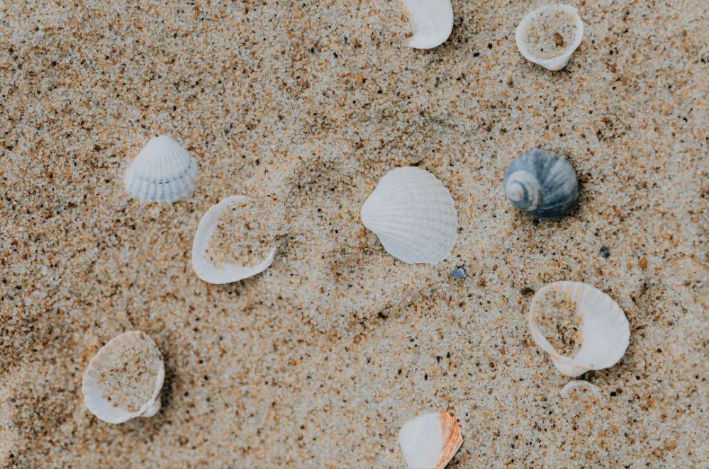 ilustrasi kerang di pasir laut (pexels.com/Karolina Kaboompics)